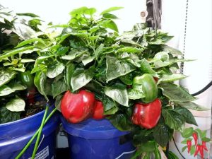 Apartment Gardening Start Here - Indoor plants and vegetables growing in a small apartment