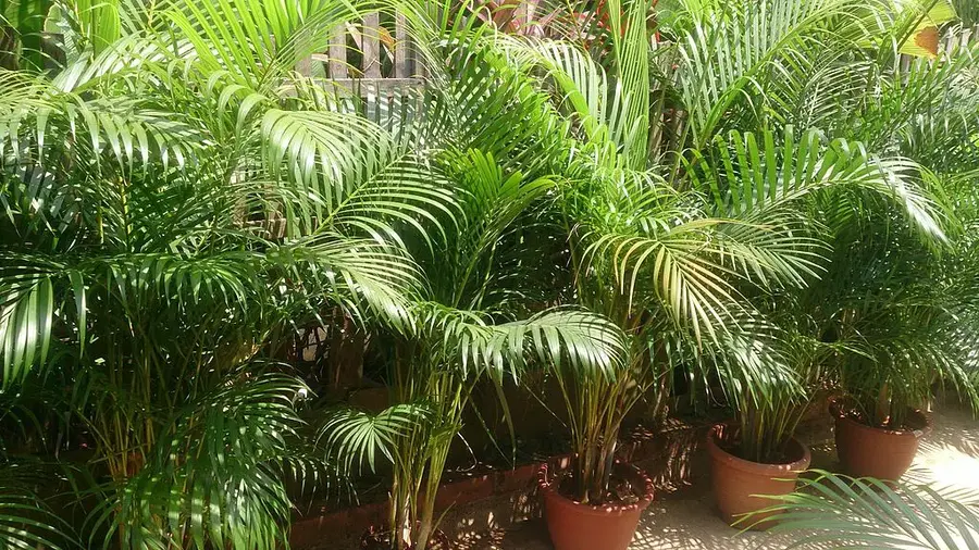 Best Palm Trees for Apartments - Areca Palm