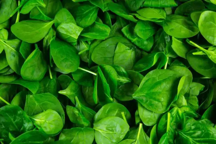 Baby Greens Guide Easy Ways to Grow Tender Greens Indoors