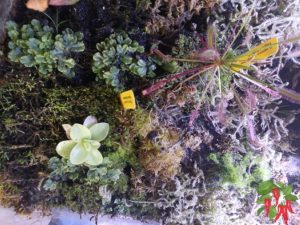 Best Carnivorous Plants For Beginners Indoors-Drosera capensis Montagu Pass and Pinguicula gigantea