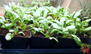 Balcony Vegetable Growing Guide: Grow Food in Small Spaces: Spinach in plastic pots