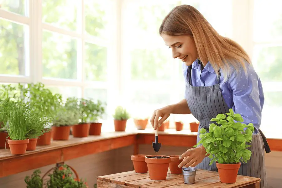 Best Herbs to Grow in Small Apartments