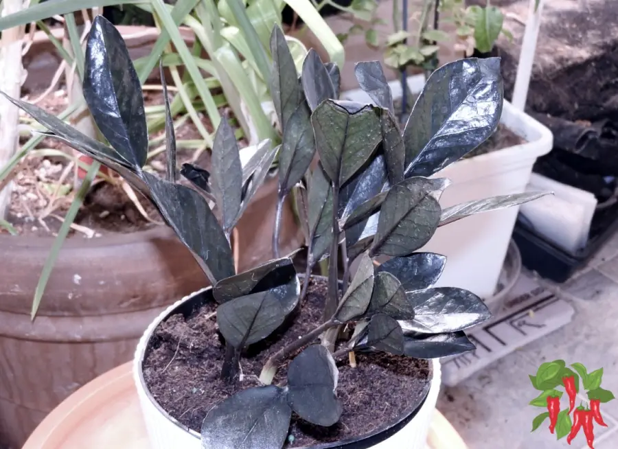Best Low-Light Houseplants That Actually Thrive