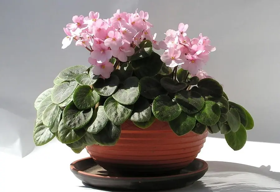 African Violets Best Pet Friendly Indoor Plants for Small Spaces