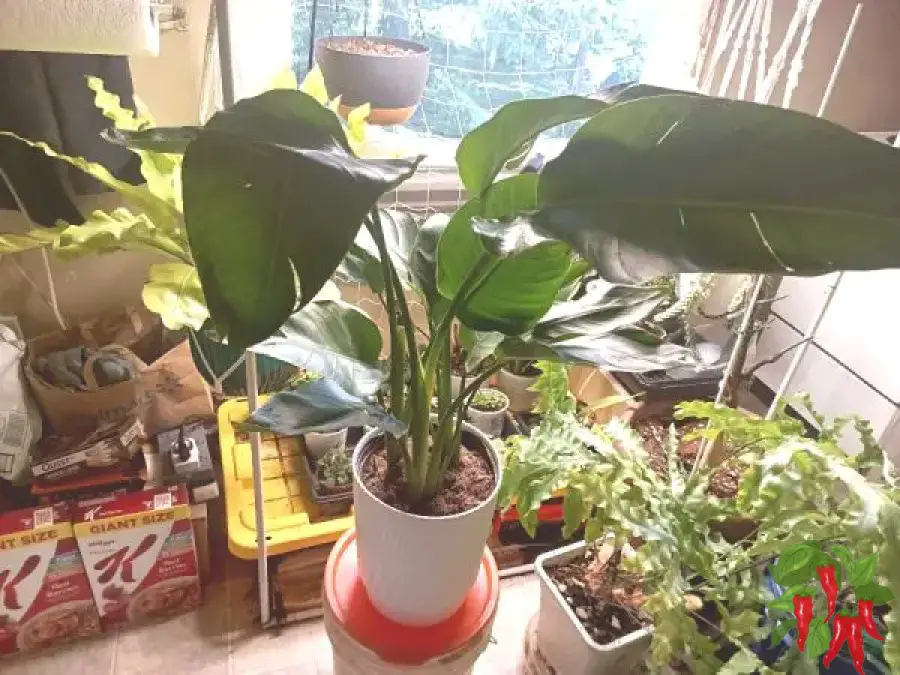 Bird of Paradise - Big Tropical Impact Indoors