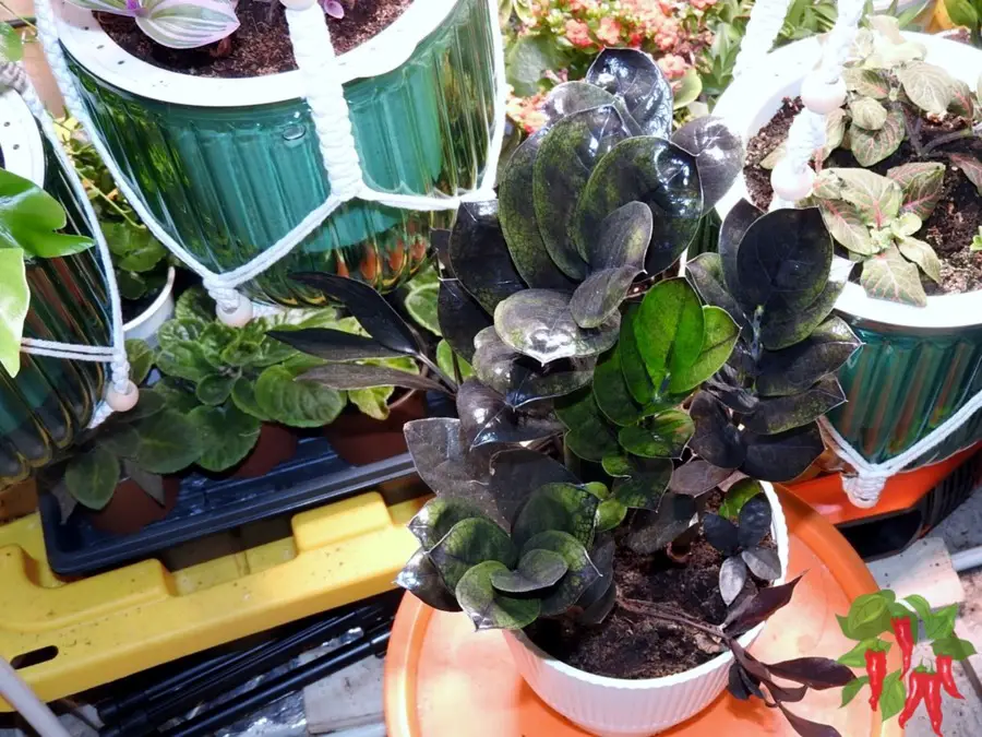 Black Raven ZZ Plant Care