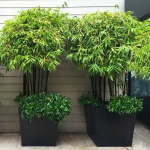 Black Bamboo In Pots