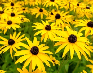 Black-Eyed Susan Plant Care