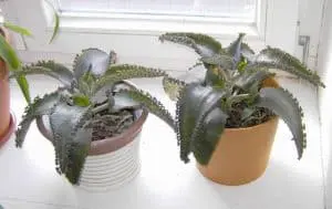 Mother Of Thousands Indoor Care