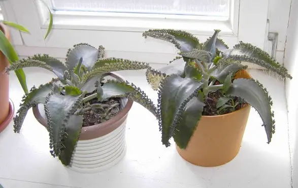Growing Mother Of Thousands Indoors