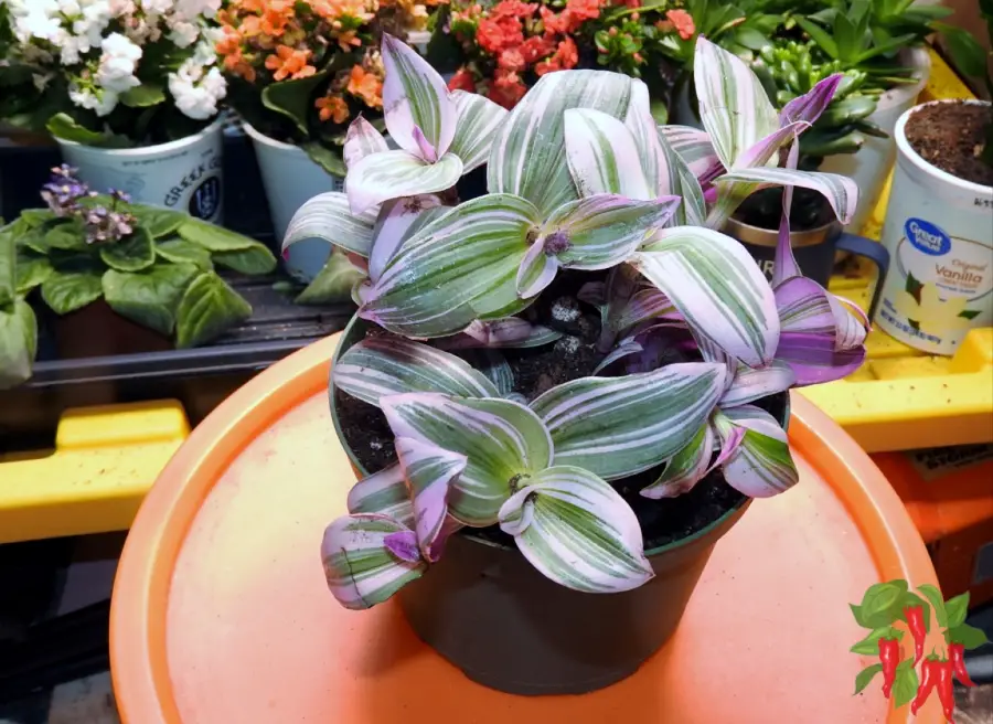Bubble Gum Plant