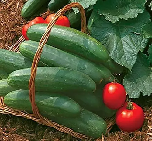 Burpee Bush Champion Cucumber