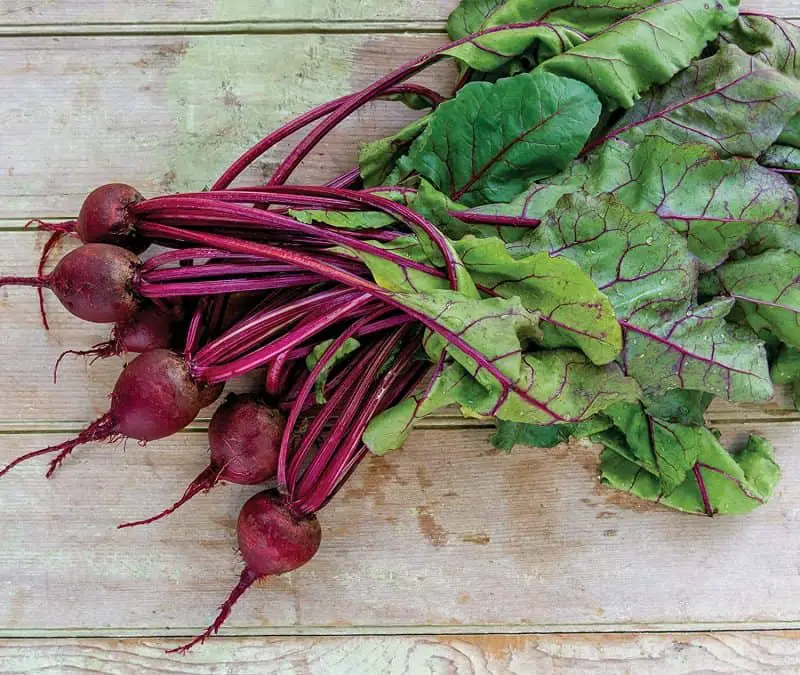 Burpee Detroit Dark Red Medium Top Beets How To Grow Beets In Containers