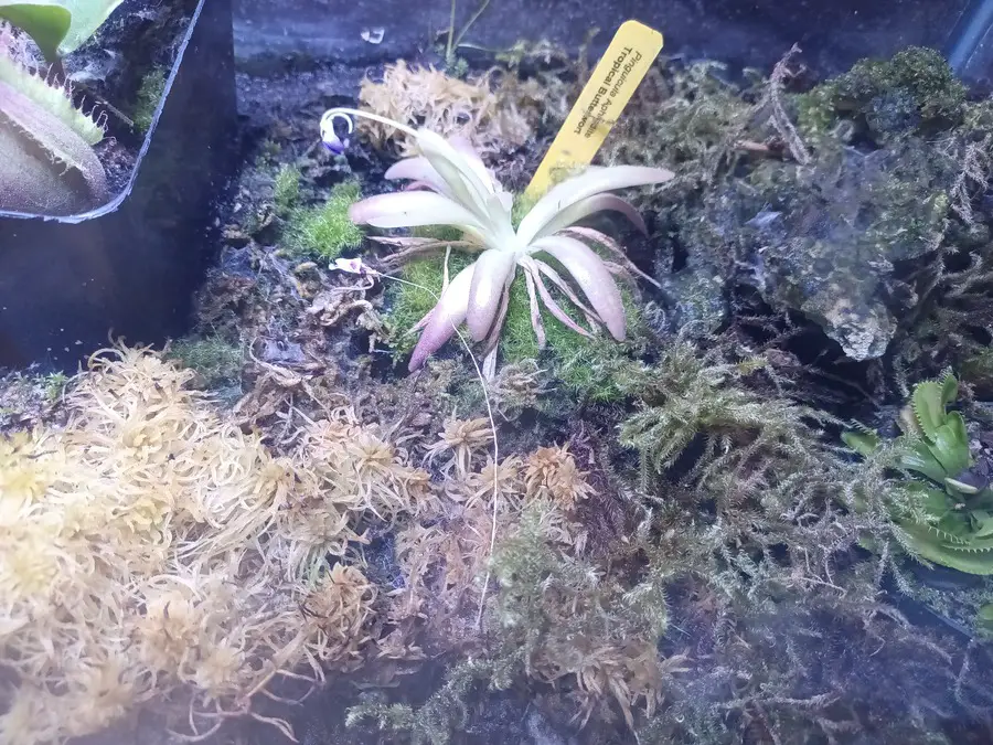 Butterwort getting ready to flower