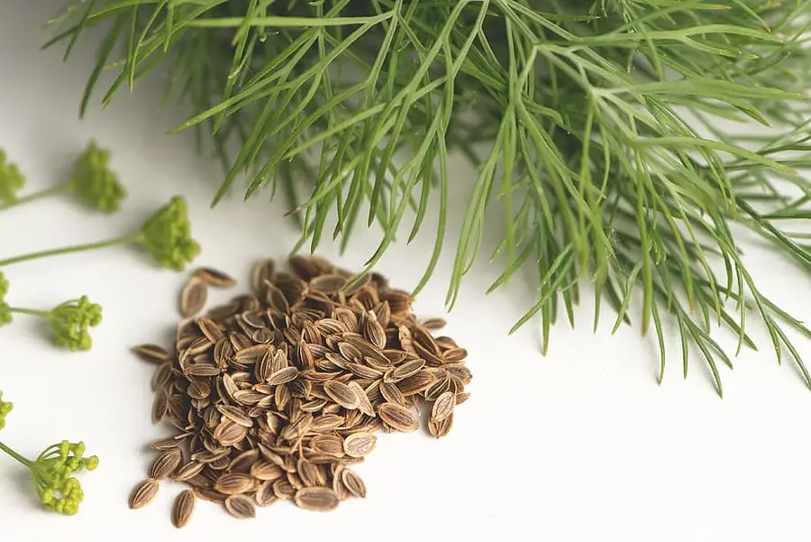 Can You Grow Dill Indoors? Yes—Here’s the Easiest Method