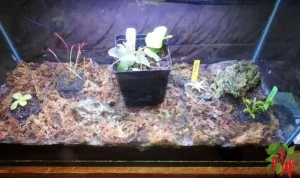 Carnivorous Plant Terrarium Setup