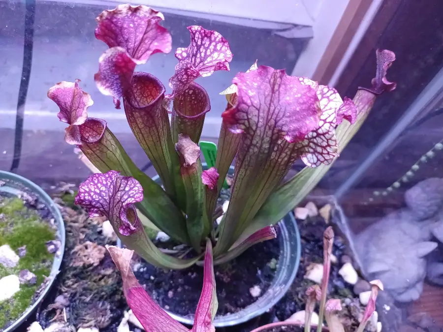 Carnivorous Plant Terrariums