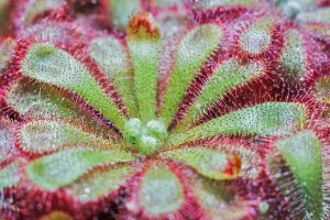 Carnivorous Plants - Glistening Drosera sundew with red fringed leaves