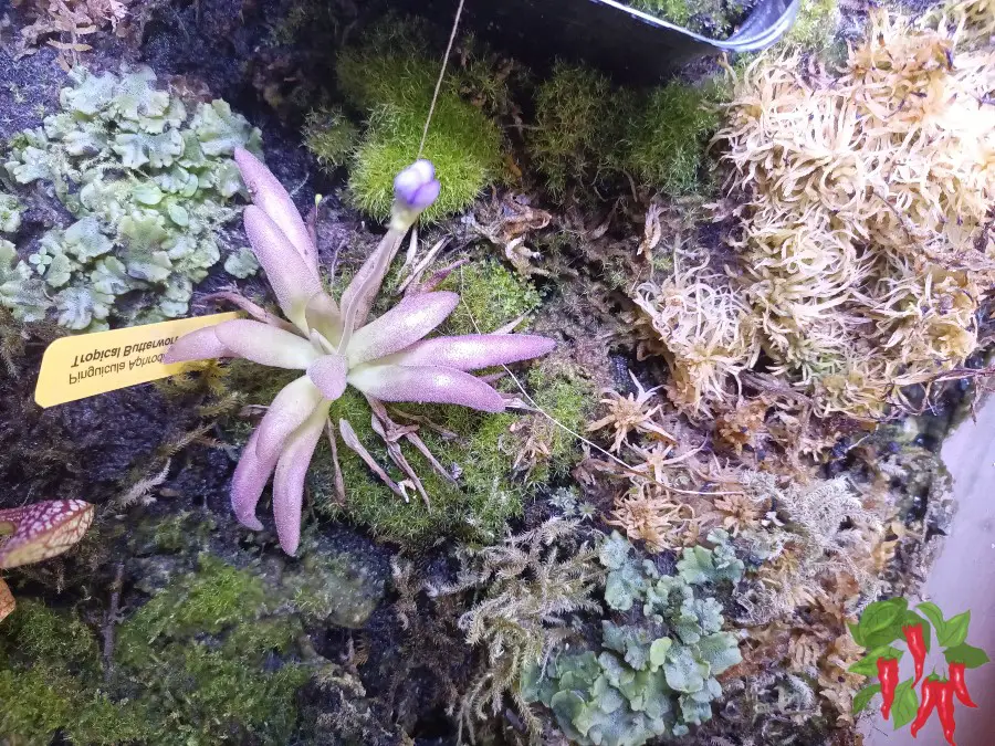 Butterwort