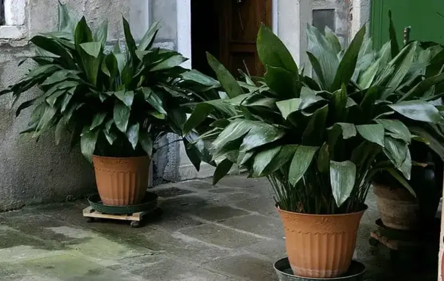 Cast Iron Plant (Aspidistra elatior)