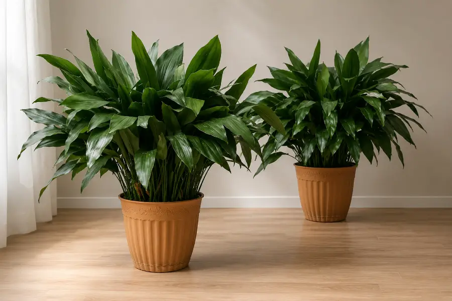Cast Iron Plant Indoor Care The Perfect Indoor Houseplant