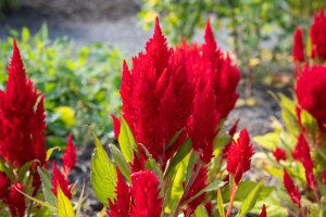 Celosia Dragon's Breath Care 