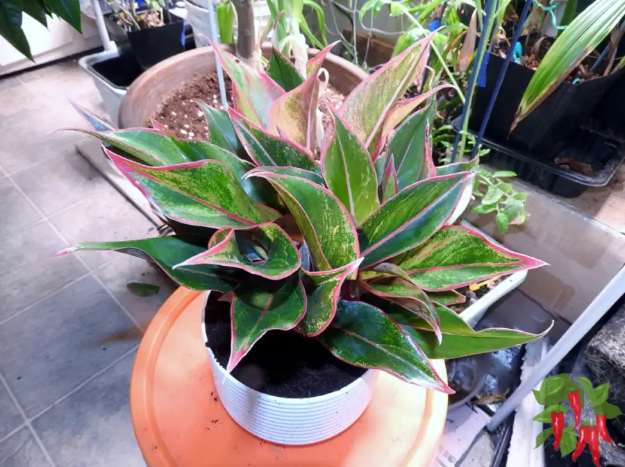 Chinese Evergreen - Low-Light Foliage With More Color