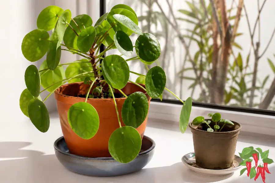 Chinese Money Plant, Pilea peperomioides