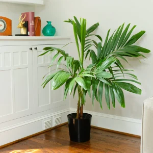 Christmas Palm Indoors