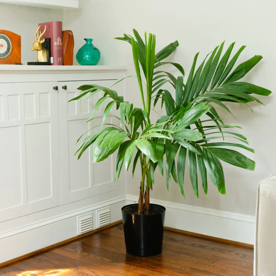 Christmas Palm Indoors