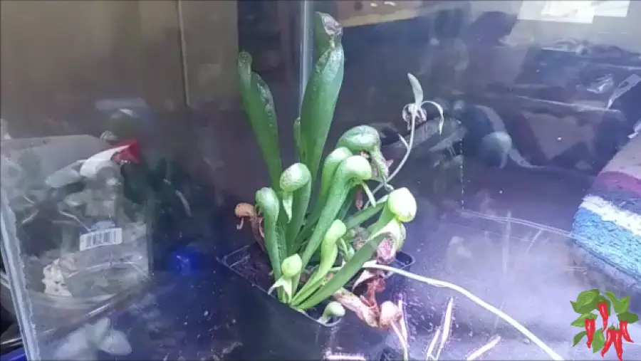 Cobra Lily Indoors