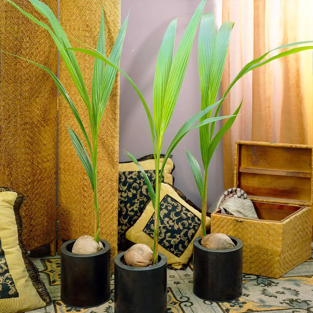 Coconut Trees in Containers