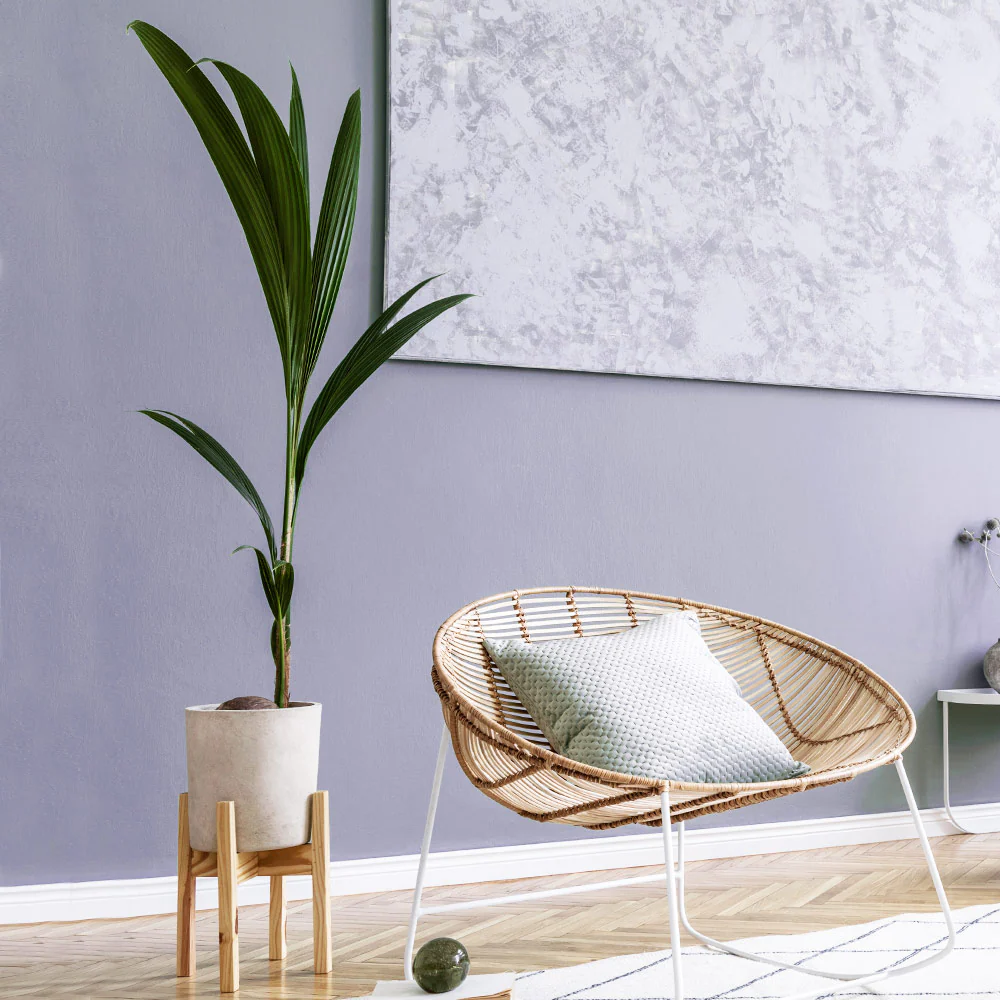 Coconut Palm Indoors