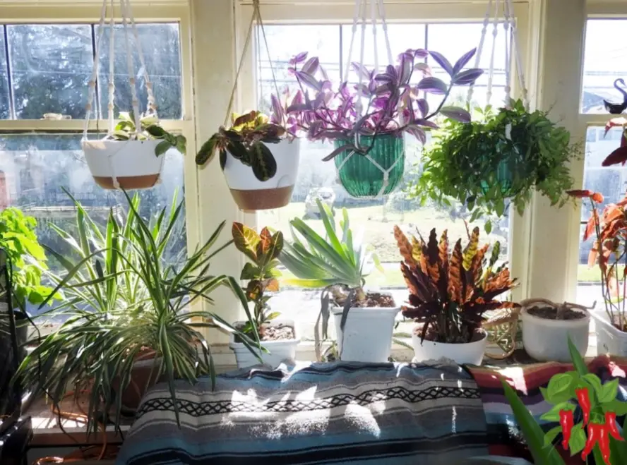 Where to Place Plants in a Small Apartment