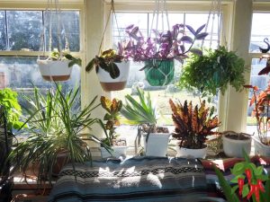 Container Gardening Easy Ideas for Lush Plants in Small Space Gardening