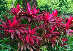 Tī Plant Care Indoors: 7 Proven Tips To Transform Your Space