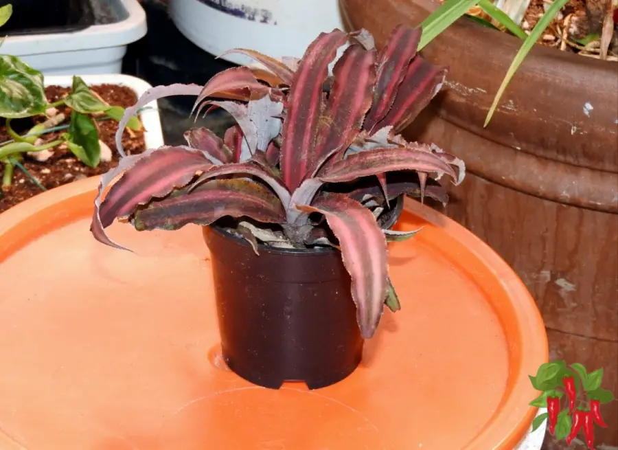 Cryptanthus (Red Earth Star)
