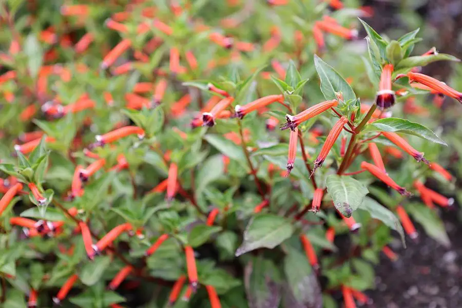 Mexican Cigar Plant - Cuphea ignea
