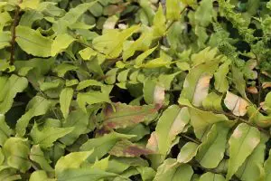 Japanese Holly Fern Indoor Care