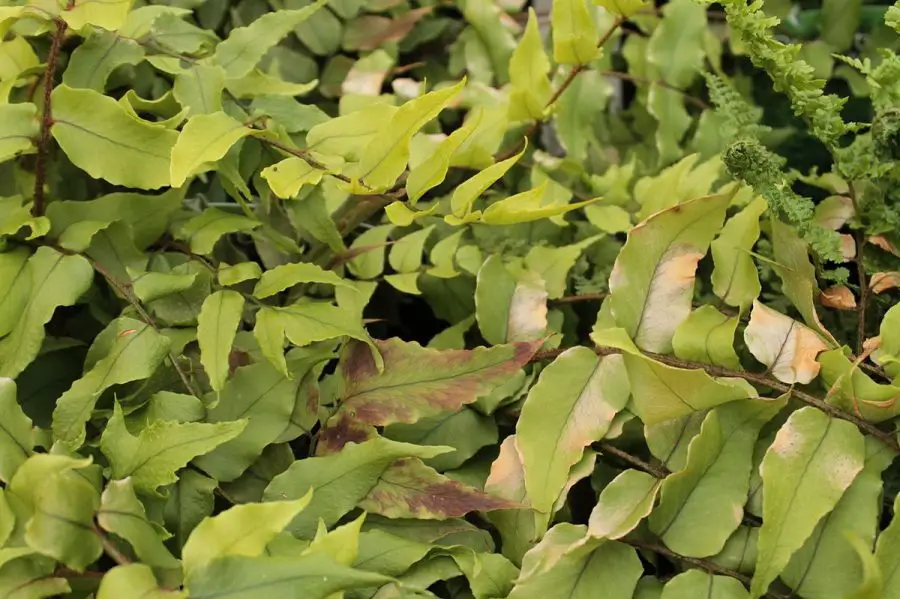 Japanese Holly Fern Indoor Care