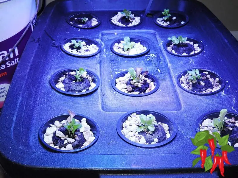 Hydroponic Wick System 10 gallon tote