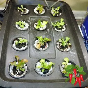 Using A Grow Tent For Vegetables [ Easy Quick-start Guide ]