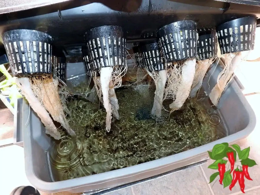 Kratky Method (No Pumps, No Electricity)