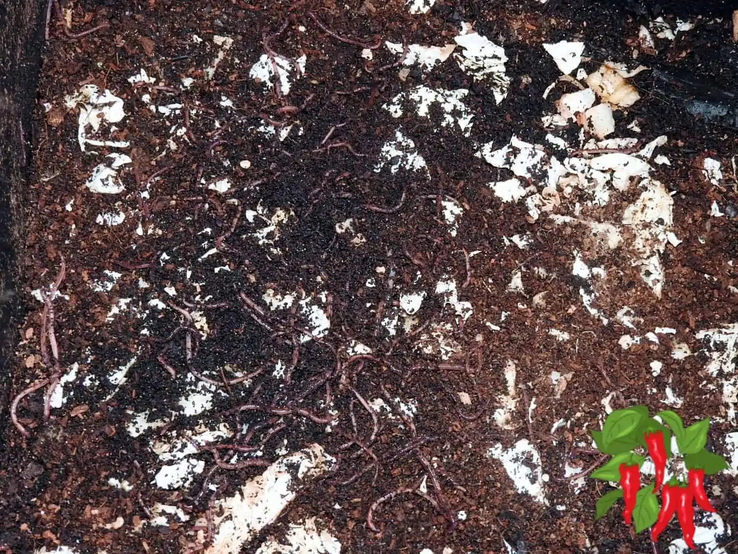 Worm Factory 360 Adding Worms 30 Day Update [ Happy Worms! ]