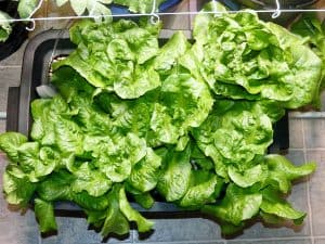 5 Best Reasons For Growing Your Own Vegetables Indoors