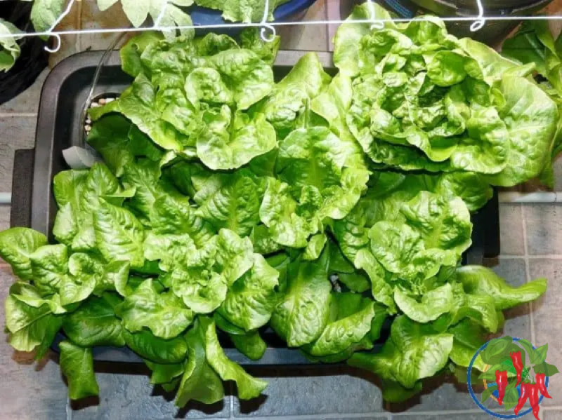 Hydroponic Leaf Lettuce