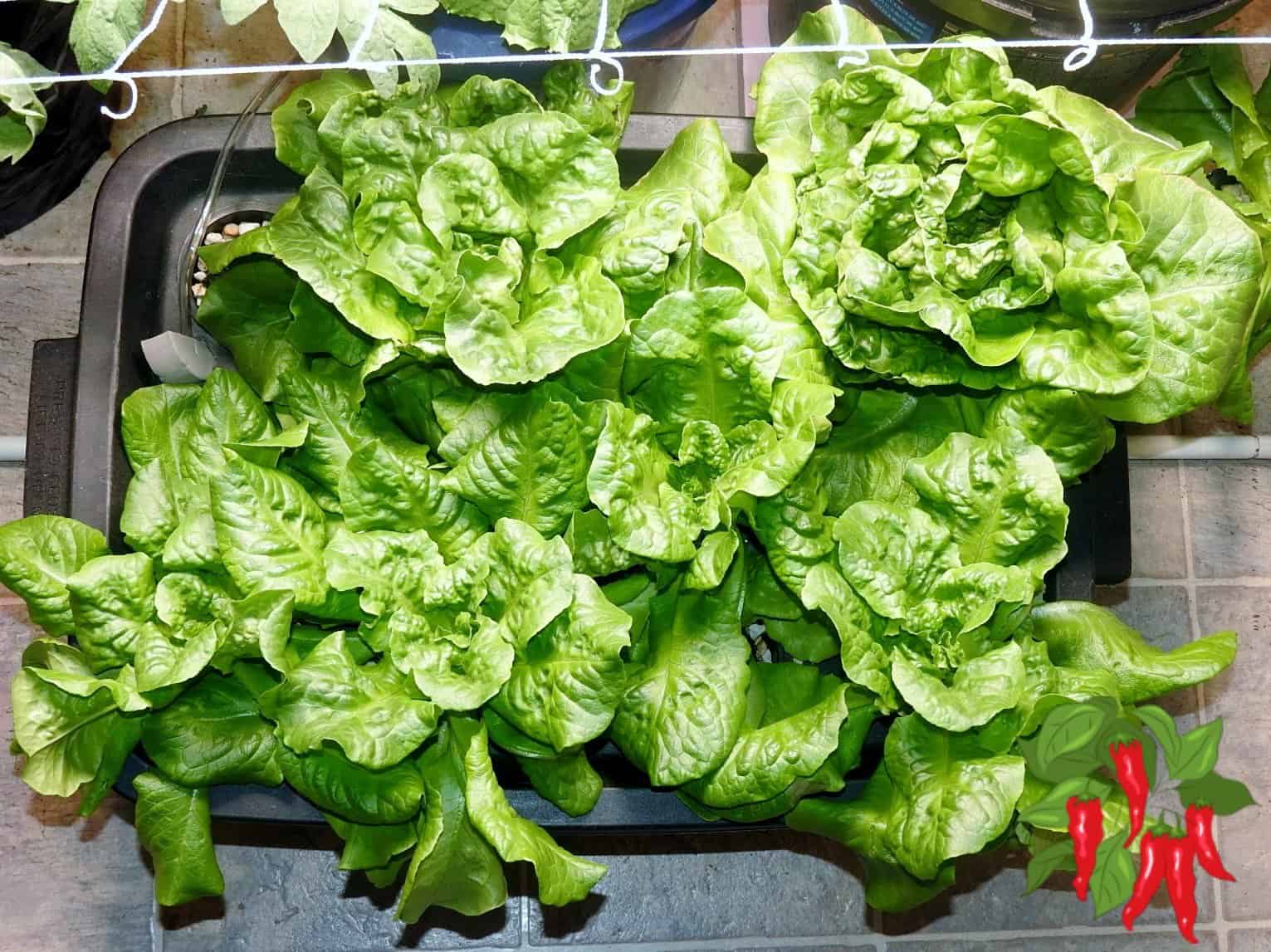 Kratky lettuce system