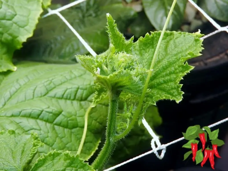 GROWING DWC VEGETABLES BUSH  CHAMPION CUCUMBER