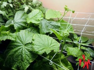 Hydroponic Cucumbers Indoors: Easy Beginner Guide