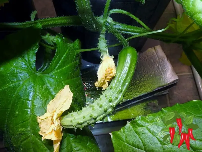 Growing DWC Cucumbers Indoors